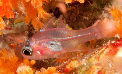 Longspine Cardinalfish