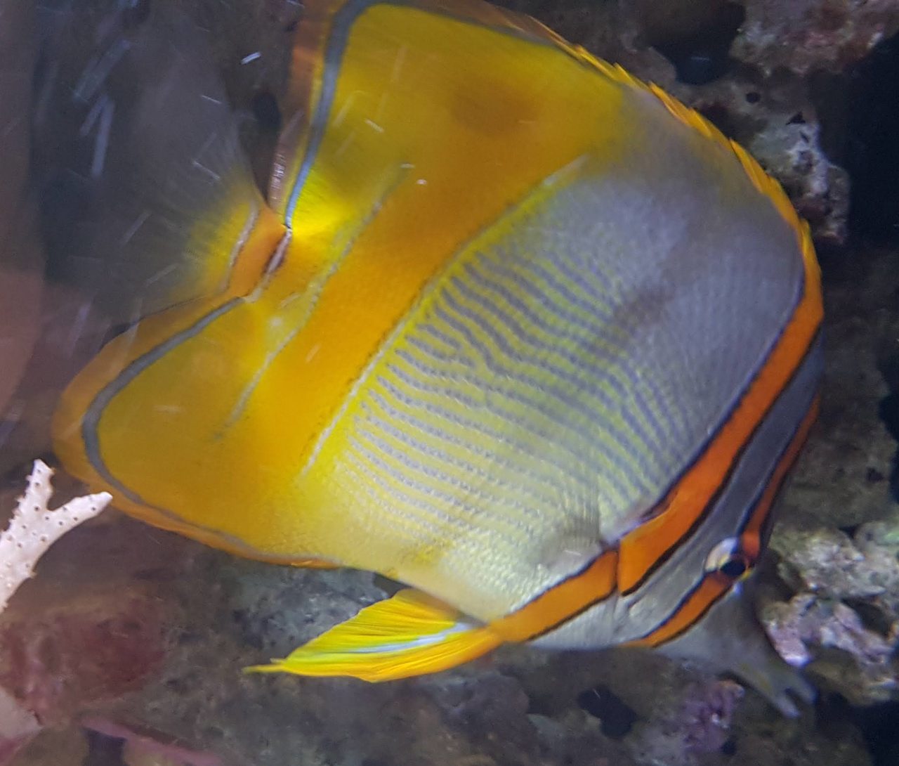 Margined Coralfish