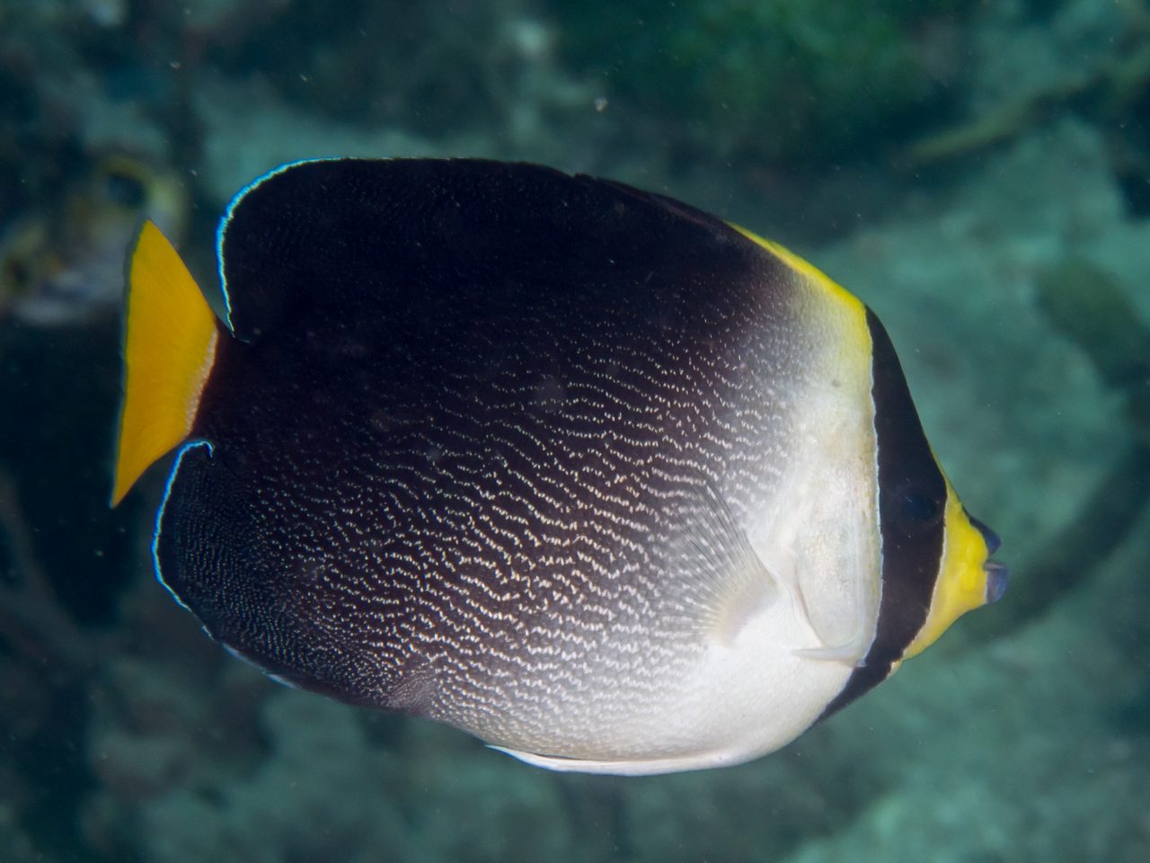 Singapore Angelfish