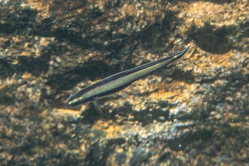 Beautiful Dartfish