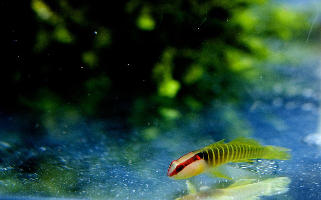Greenband Goby