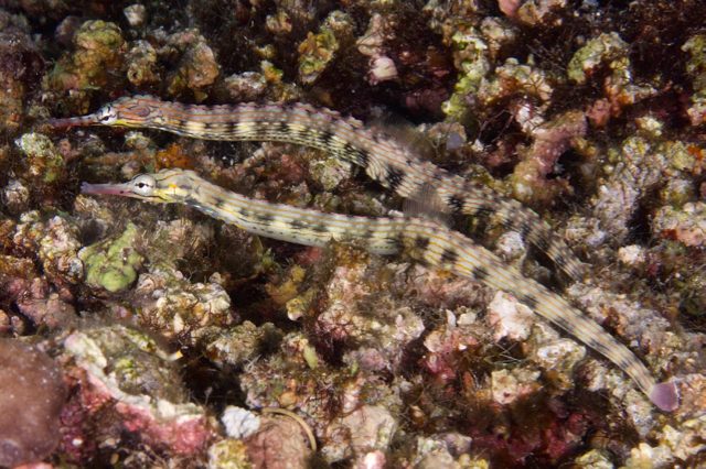 Red-Finned Pipefish