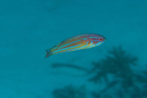 Diamond-Tail Flasher Wrasse
