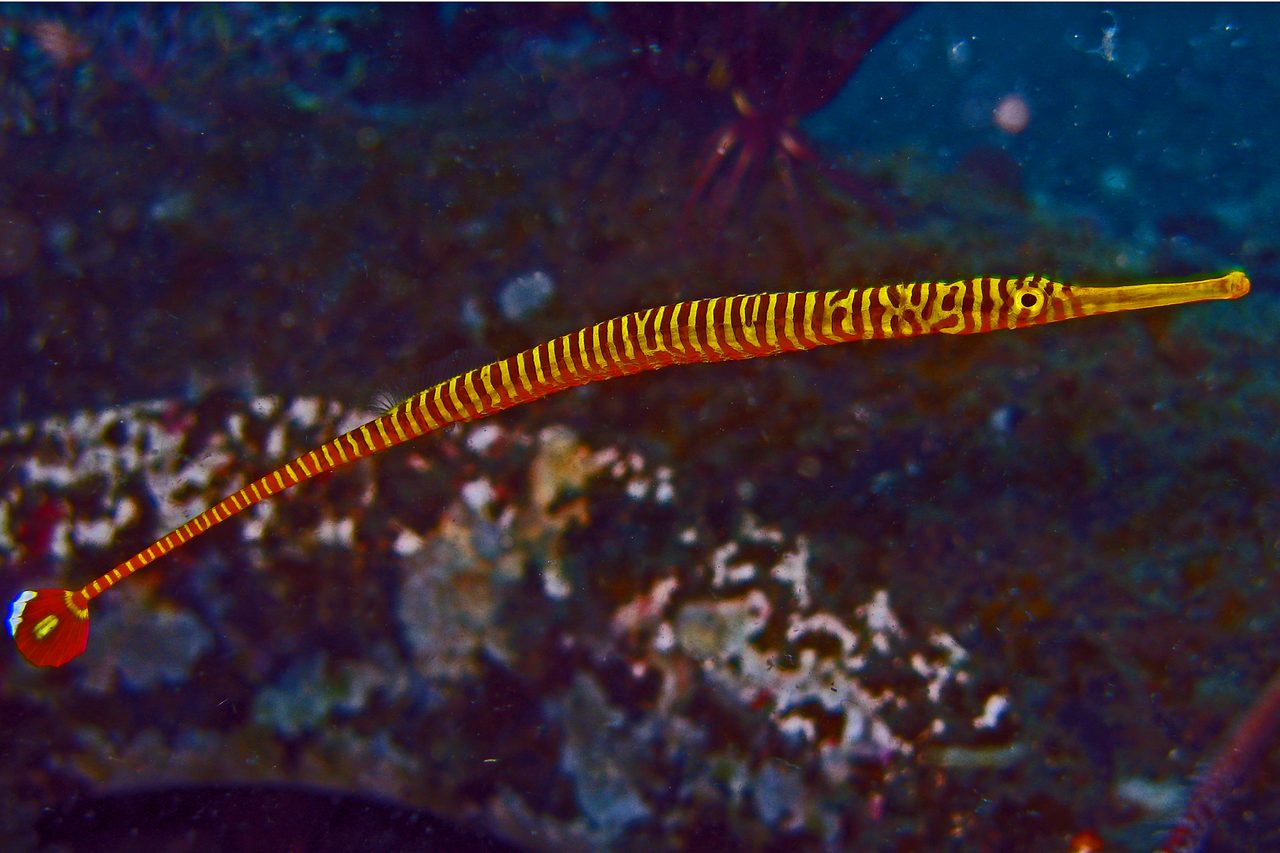 Yellow Multibanded Pipefish EXPERT ONLY