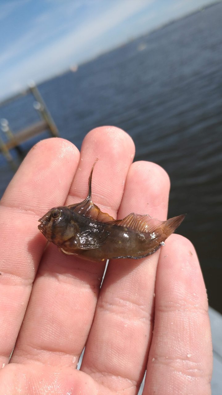 Highfin Blenny