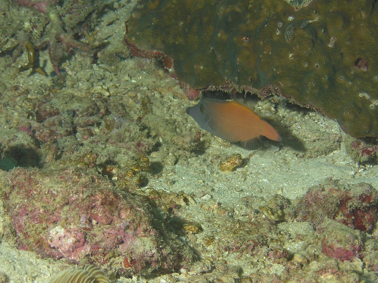 Colored Filefish