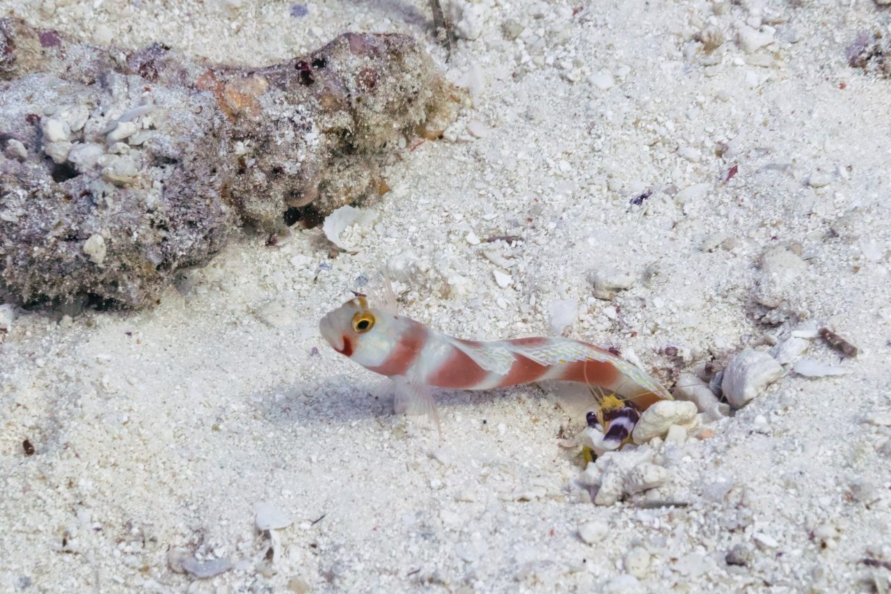Steinitz Goby