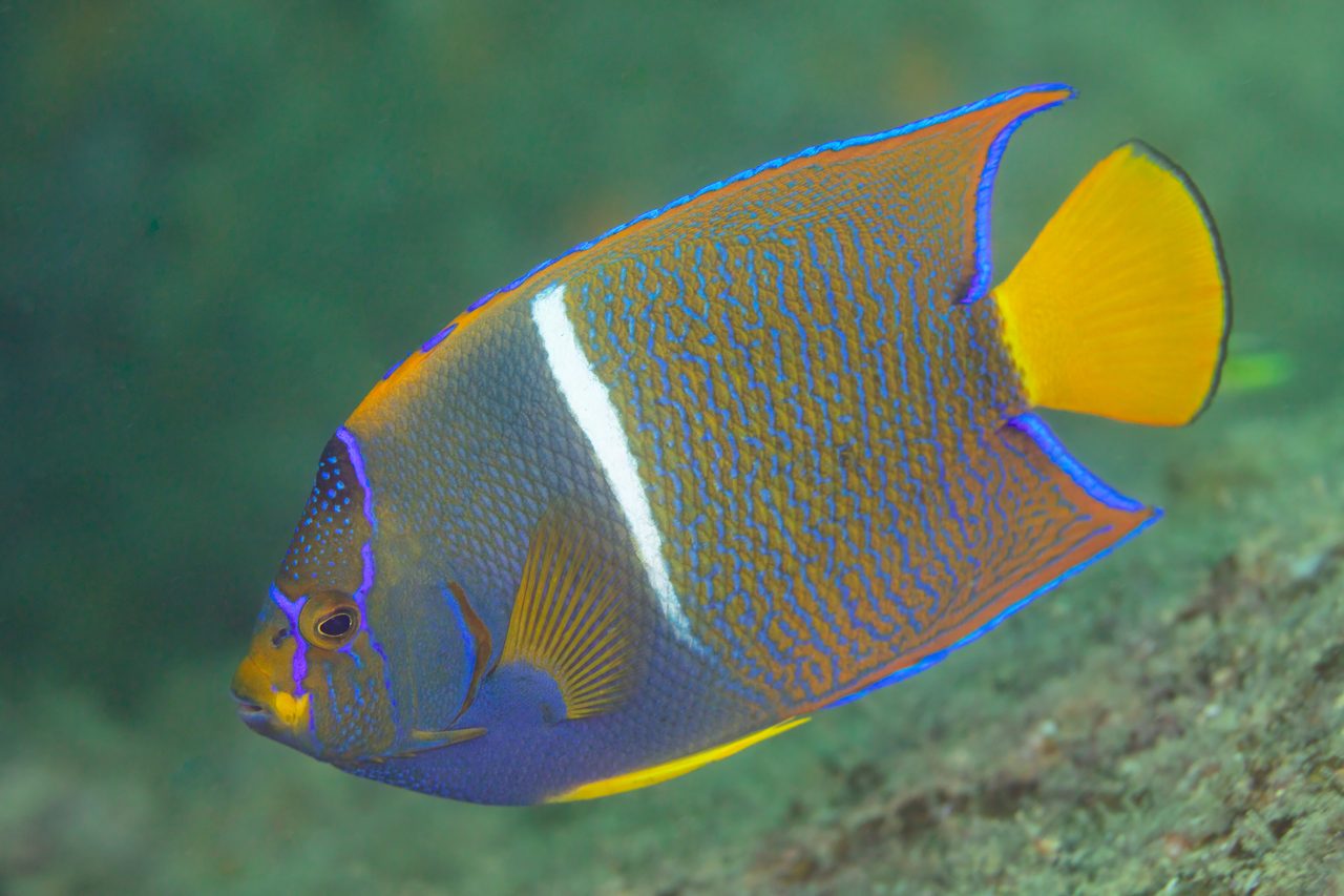 King Angelfish