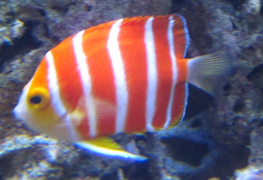 Boyle's Angelfish