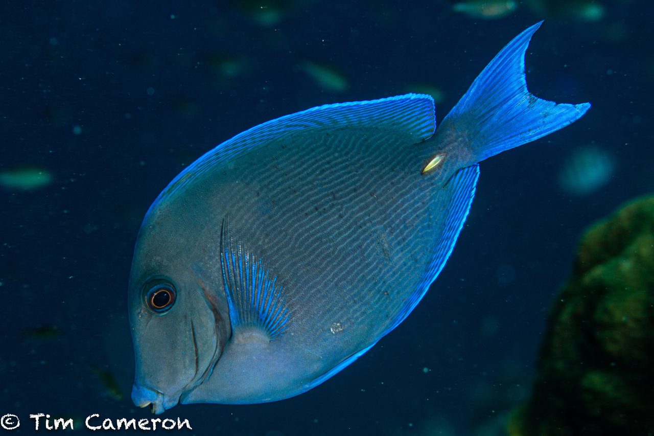 Atlantic Blue Tang