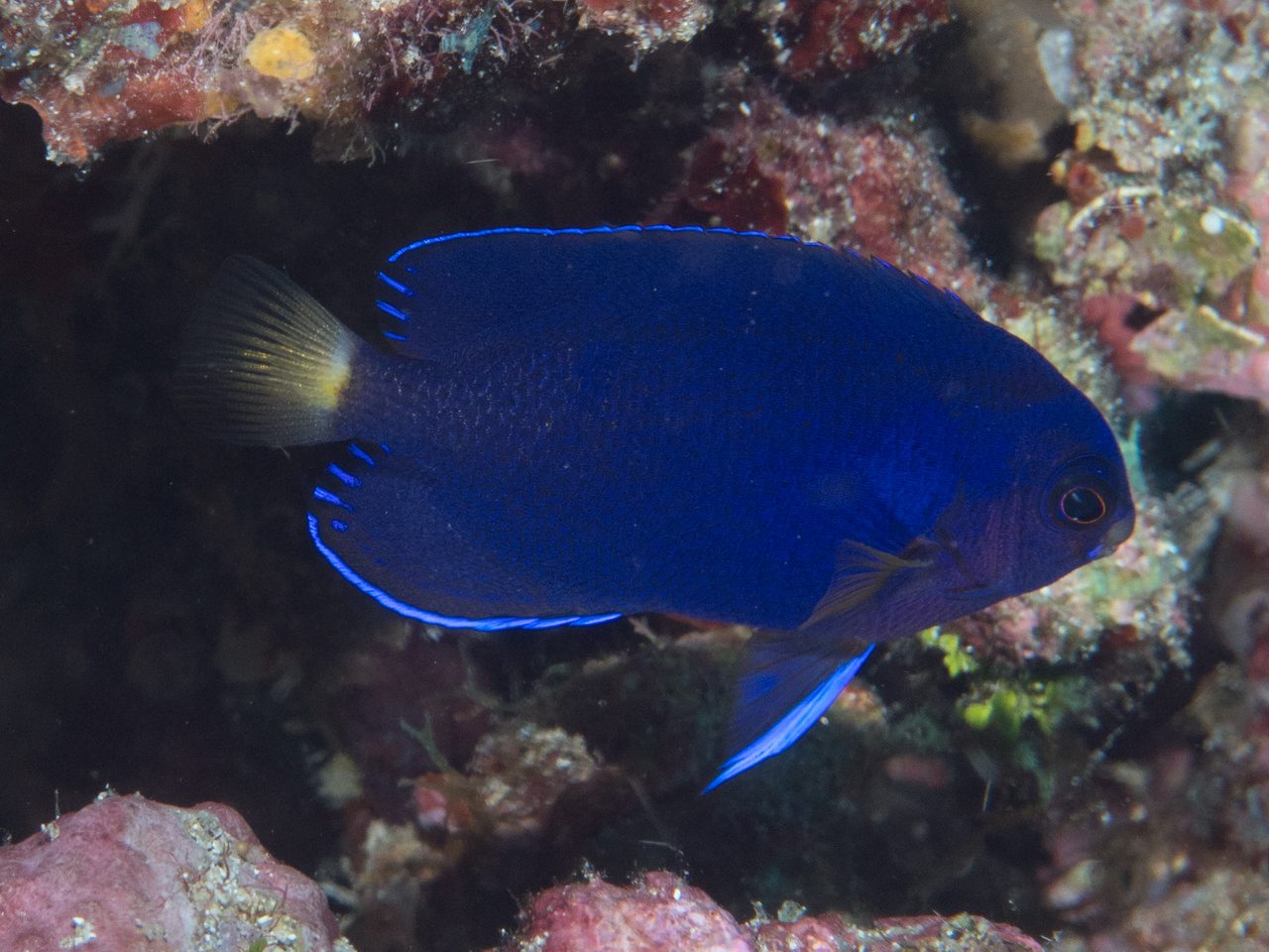 Fisher's Angelfish