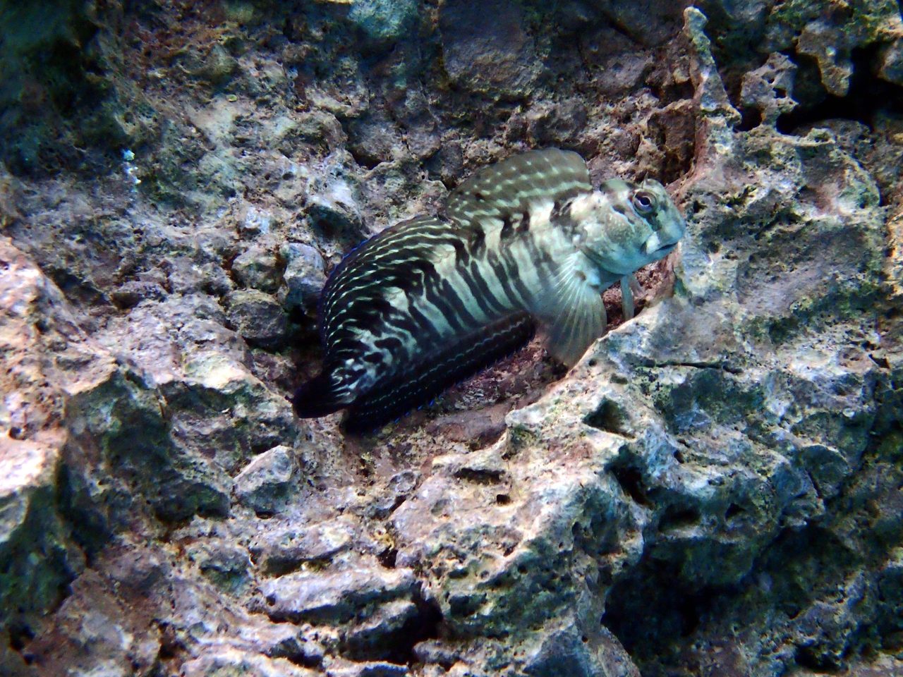 Rippled Rockskipper