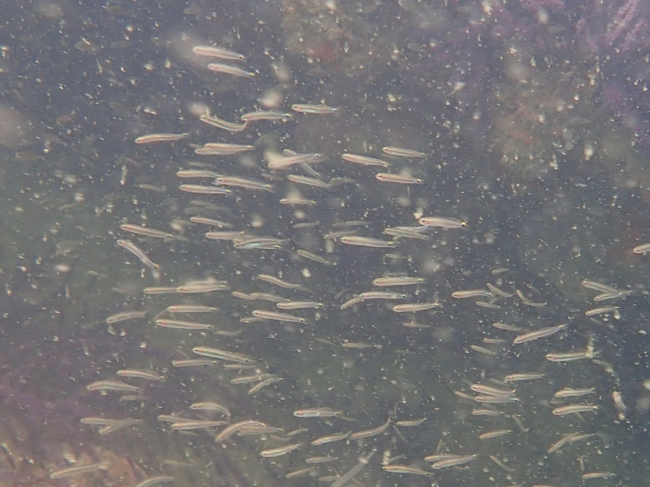 Philippine Dartfish