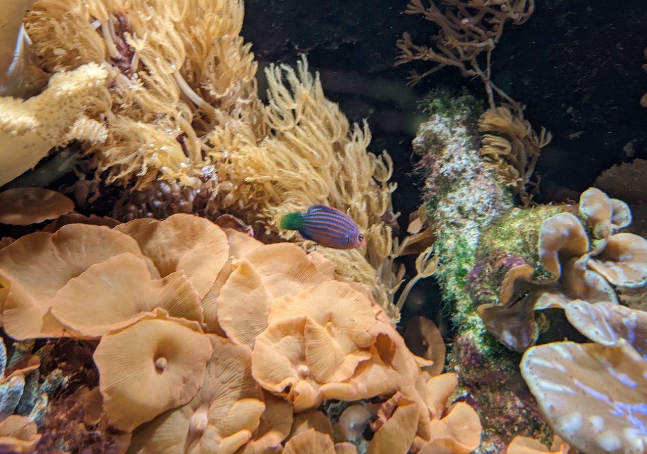 Six Line Wrasse