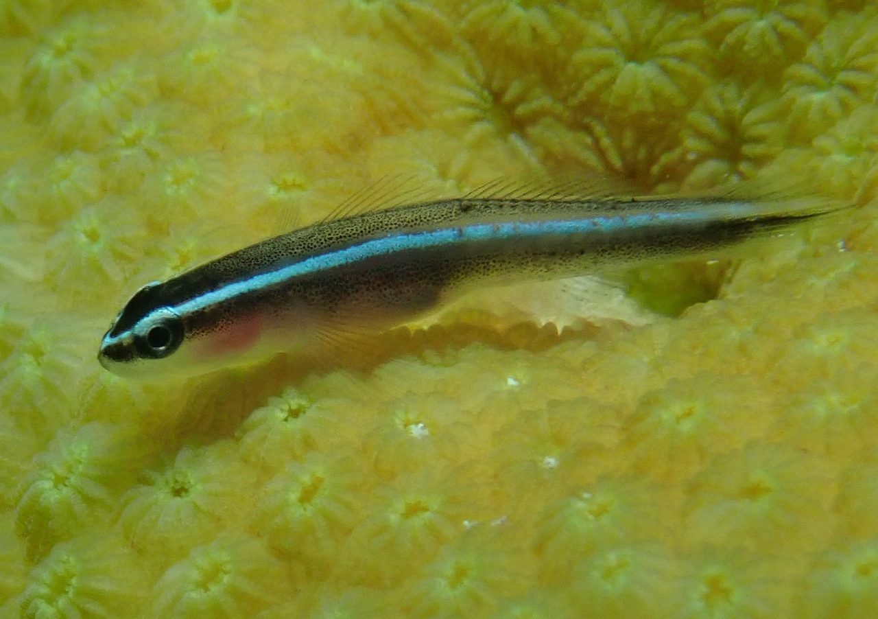 Broadstripe Goby