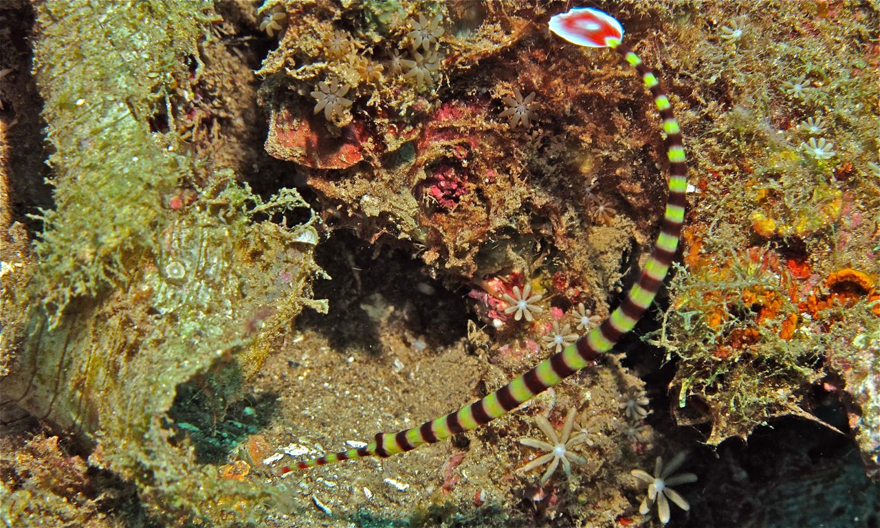 Banded Pipefish