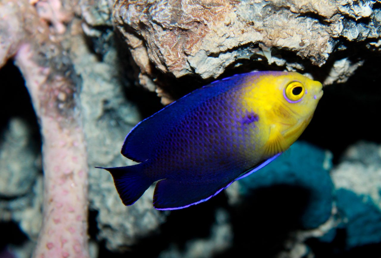 Cherub Angelfish