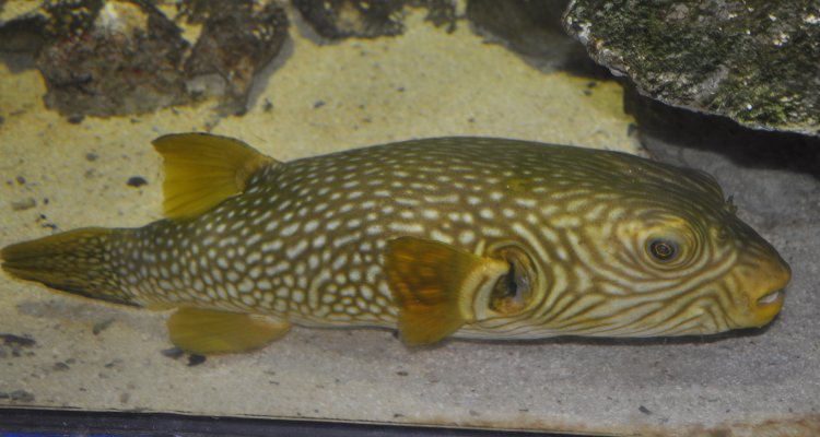 Reticulated Puffer