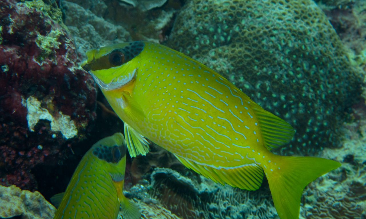 Decorated Rabbitfish