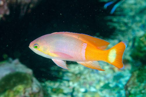 Painted Anthias