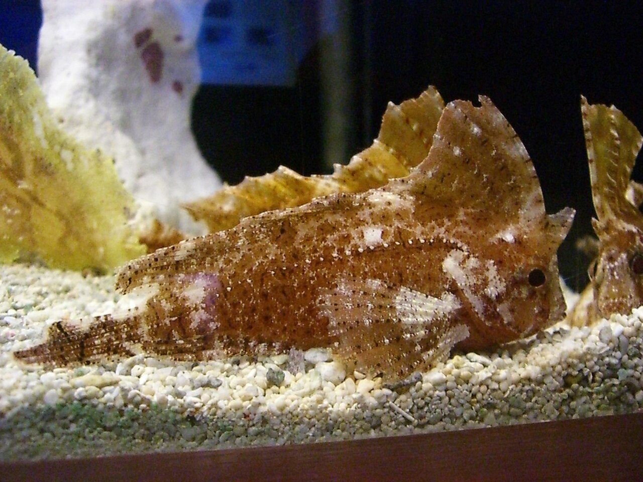 Sailfin/Rogue Scorpion