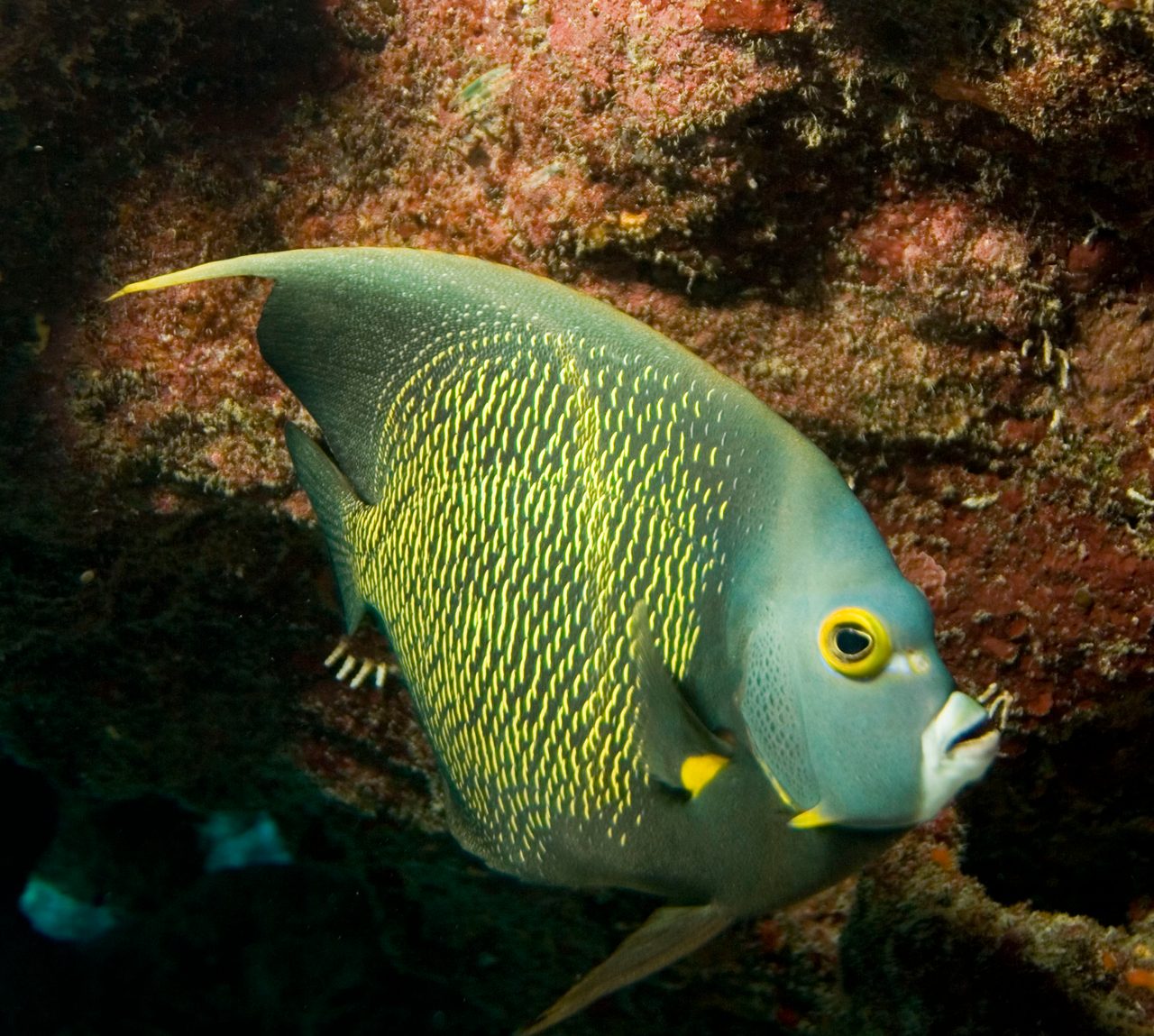 French Angelfish