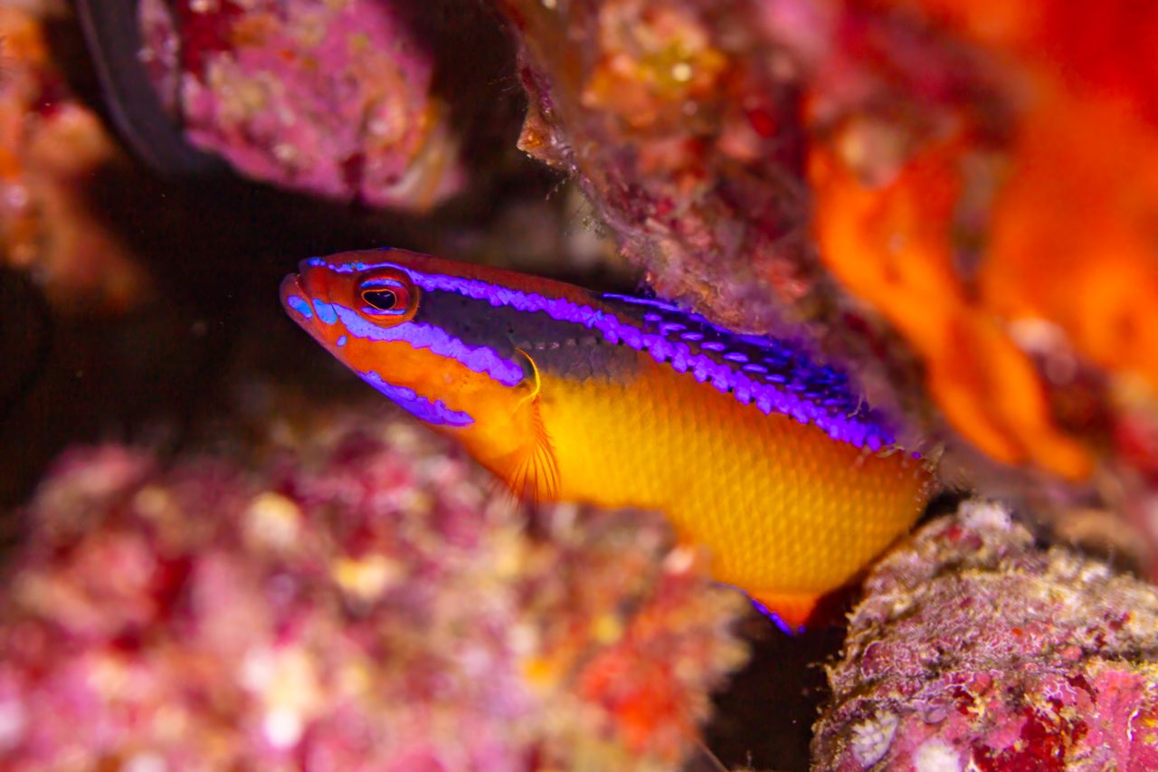 Neon Dottyback