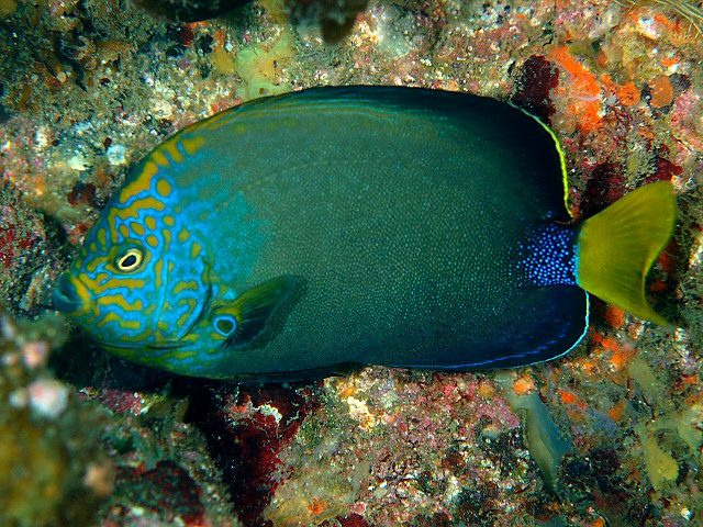 Orange-Face Angelfish