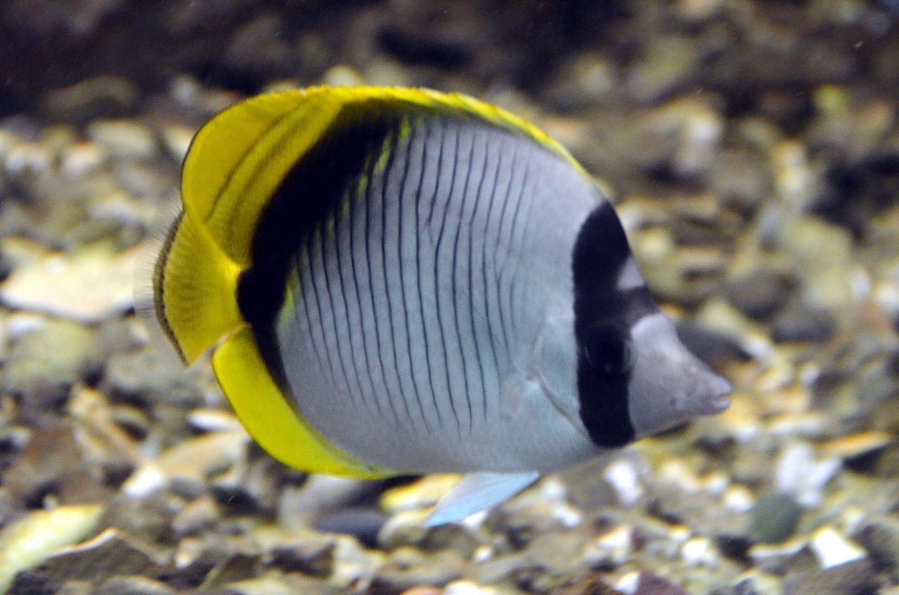 Lined Butterflyfish