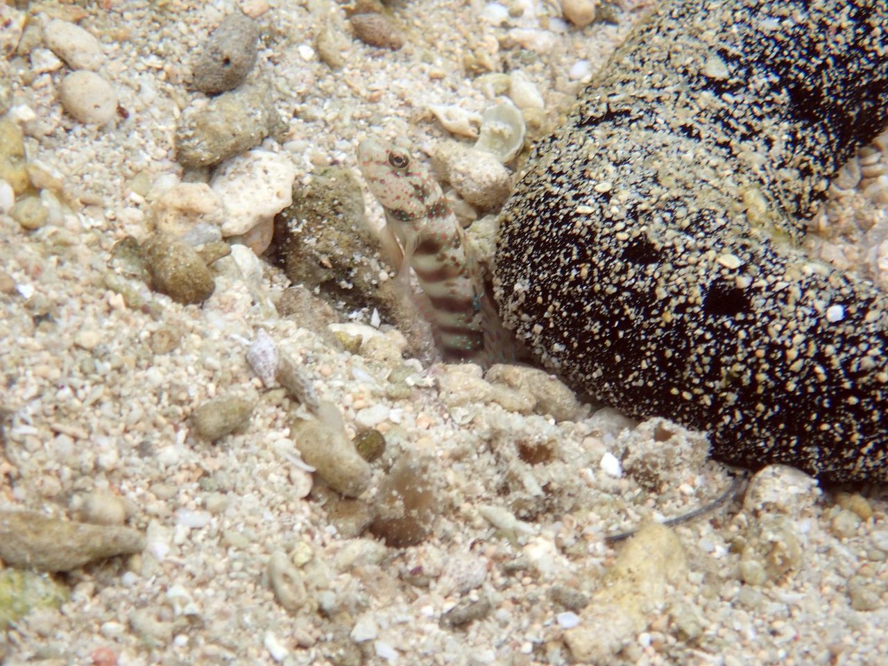 Pink-Spotted Watchman Goby