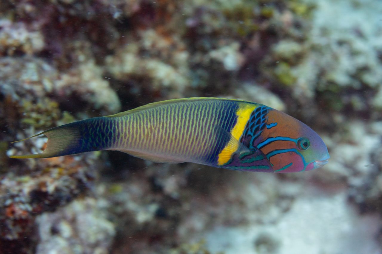 Goldbar Wrasse