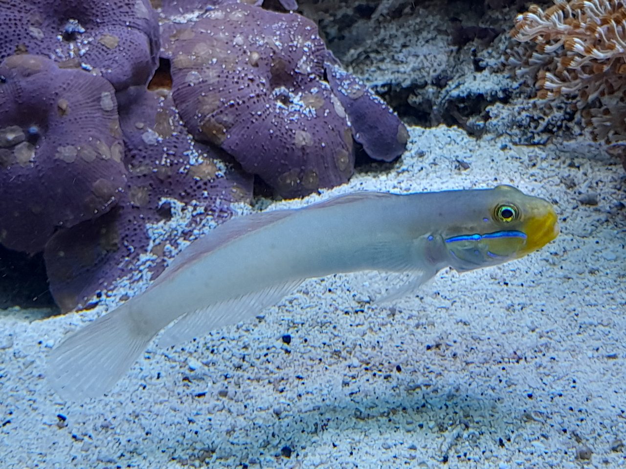 Blue Dartfish