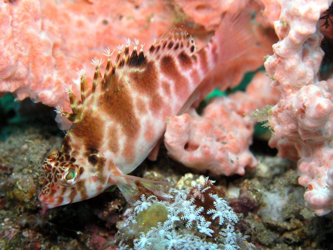 Threadfin Hawkfish