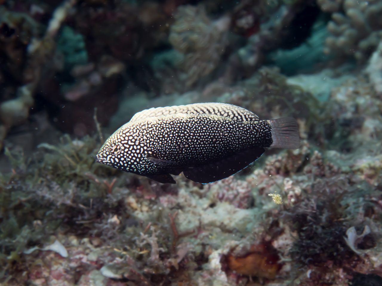 Black Leopard Wrasse