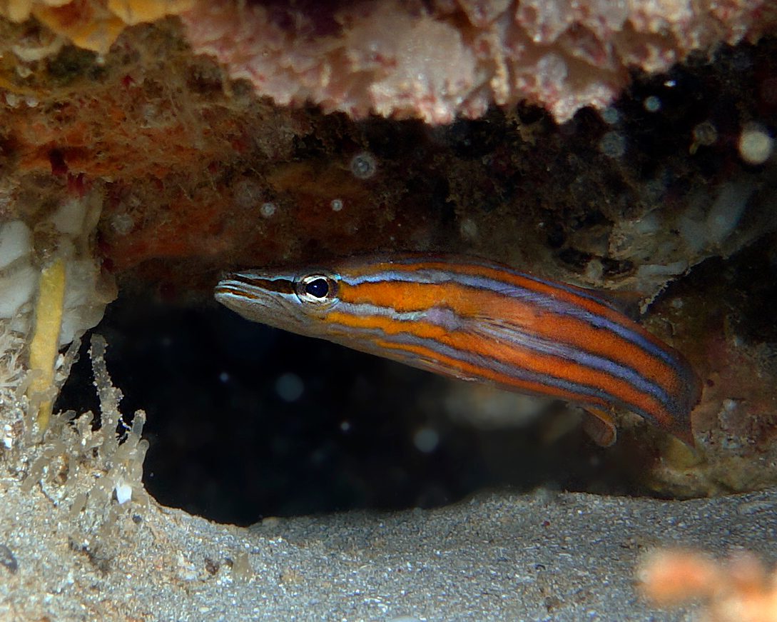 Araga Basslet