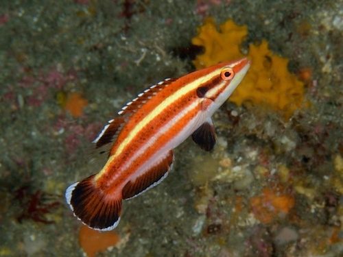 Masuda's Hogfish