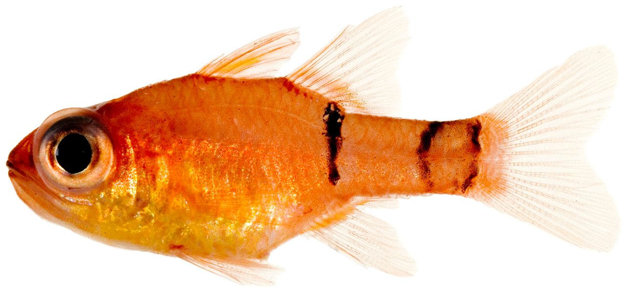 Red Belted Cardinalfish