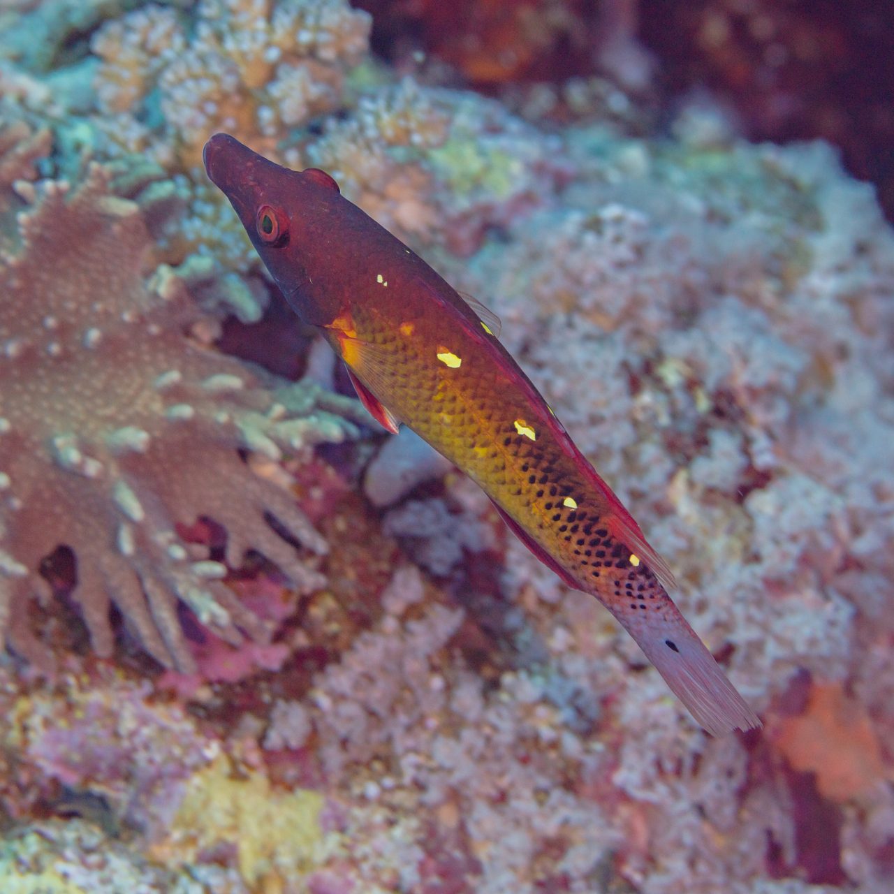 Red Diana Hogfish
