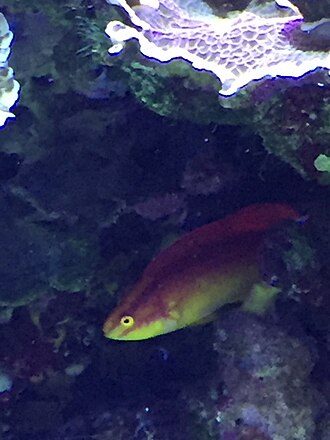 Jordan's Fairy Wrasse