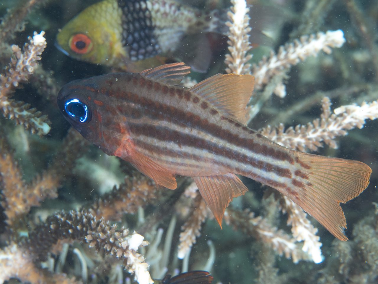 Ochre-Striped Cardinalfish