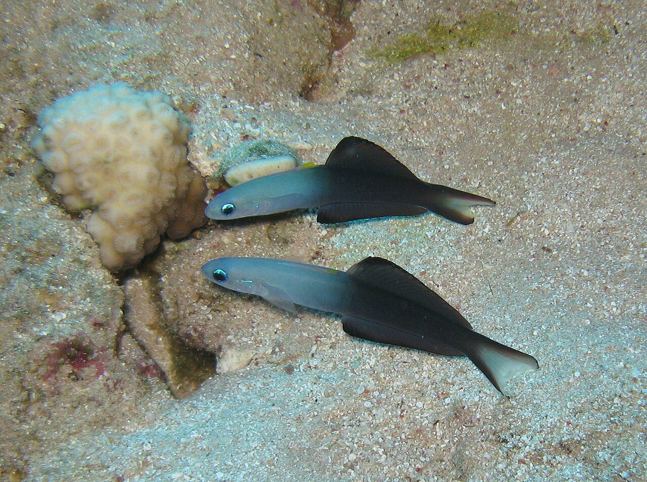Margin Dartfish