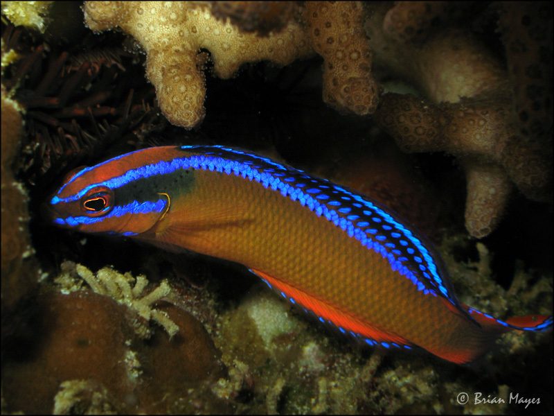 Springeri Dottyback, Captive-Bred