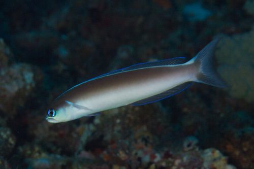Dusky-Capped Tilefish
