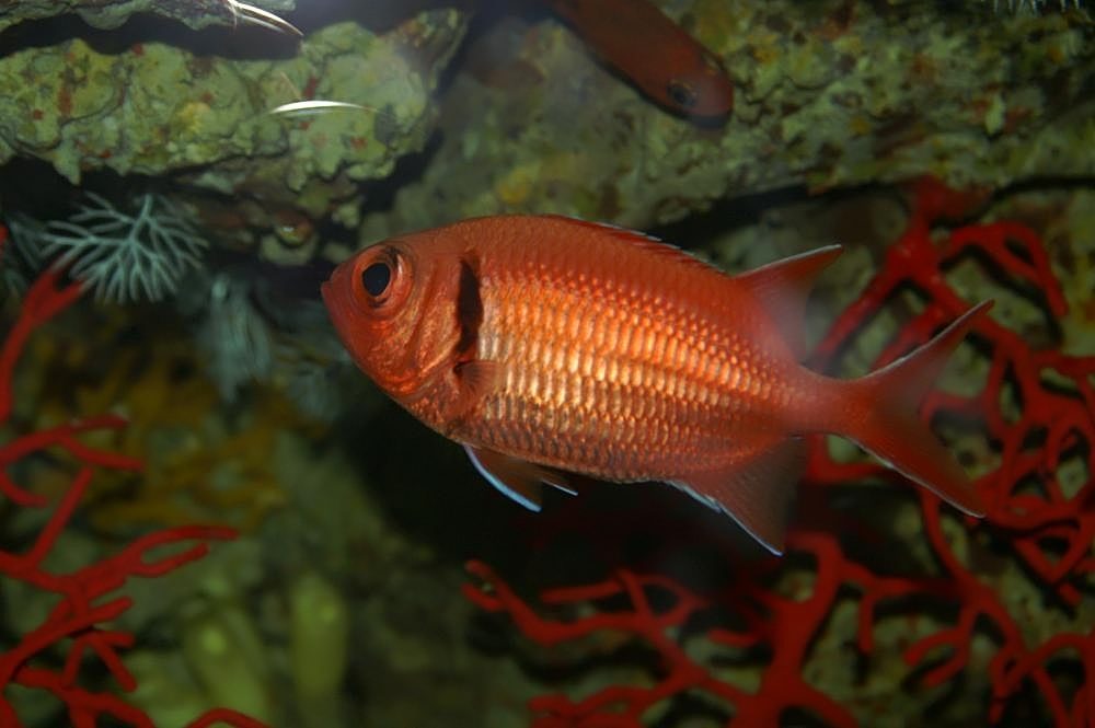 Shadowfin Soldierfish