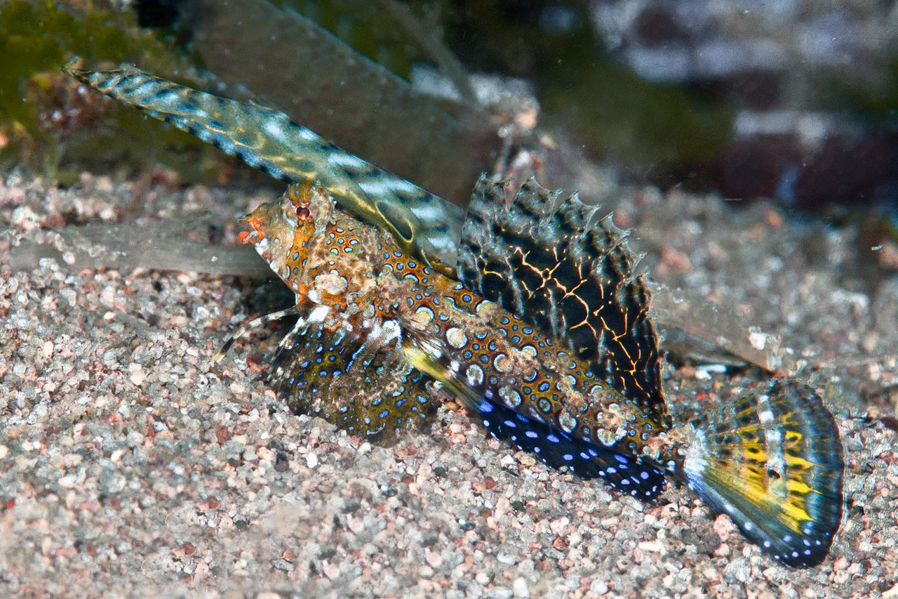 Orange and Black Dragonet