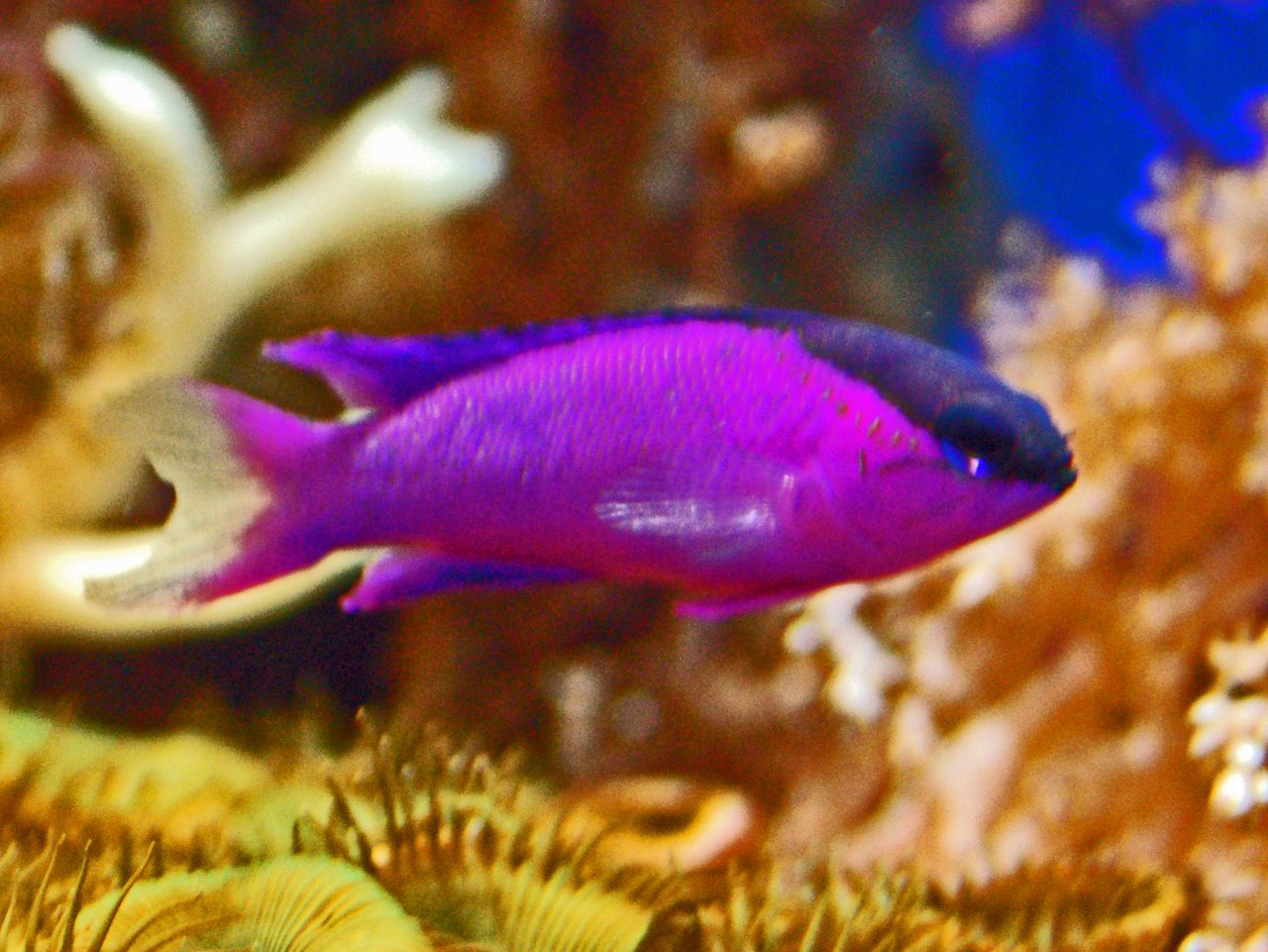 Blackcap Basslet