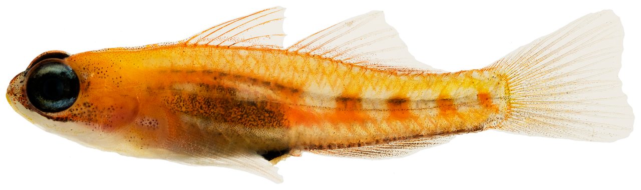 Masked Goby