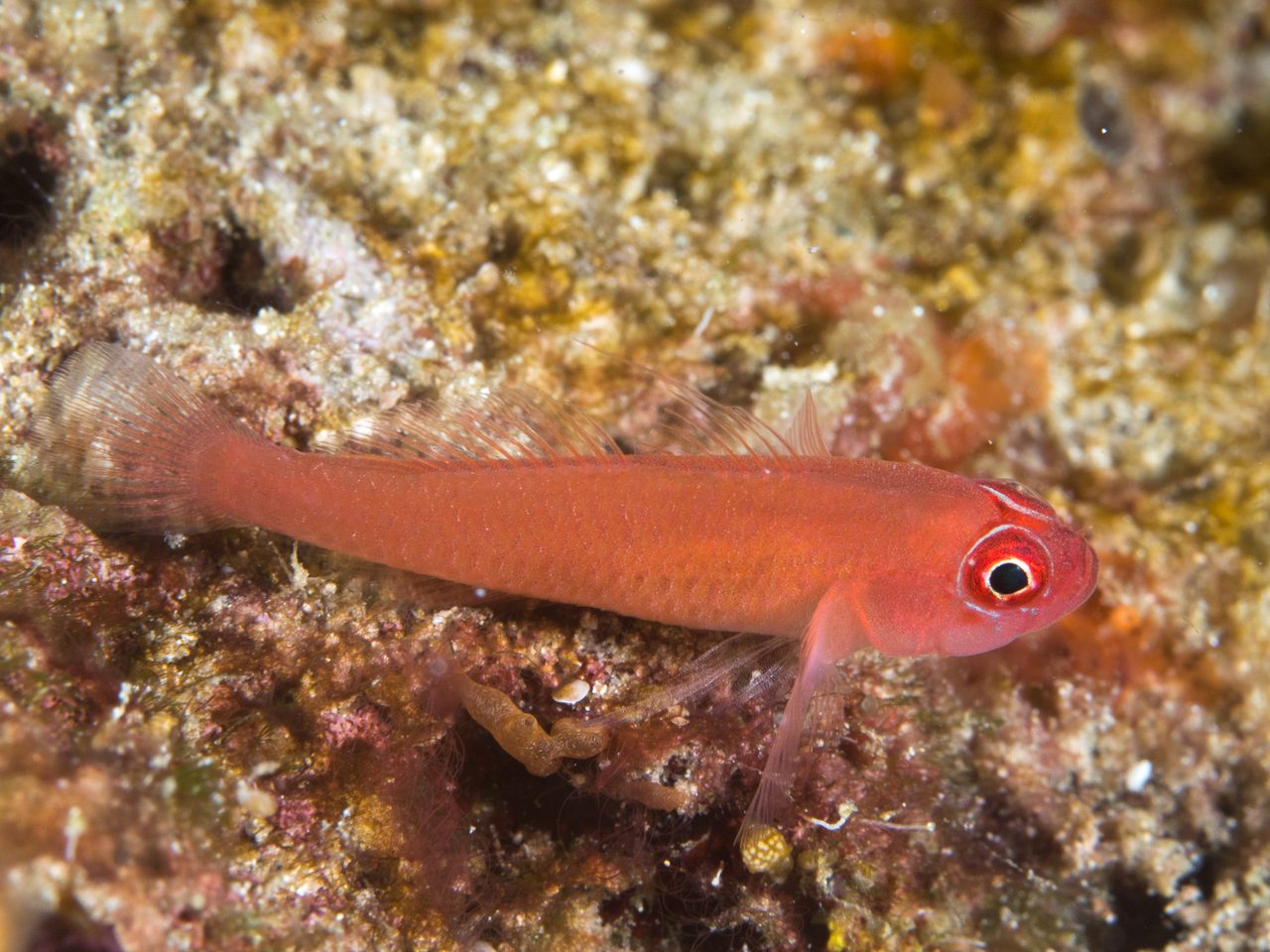 Benjamin's Pygmy Goby