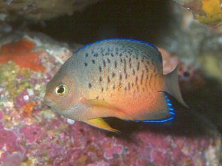 Rusty Angelfish