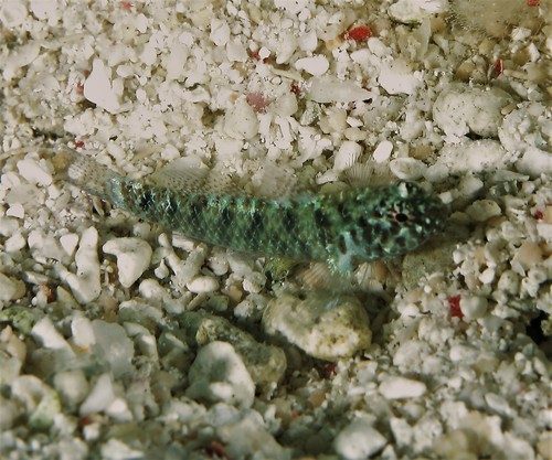 Queensland Dwarf Goby